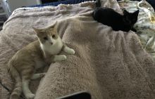 My beautiful kitty children